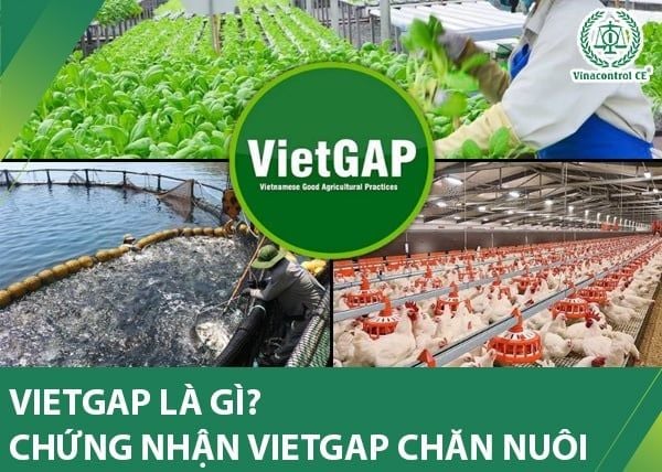 VietGAP là gì