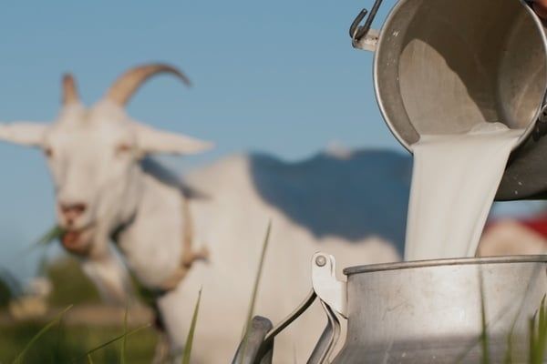 lợi ích của sữa dê công thức