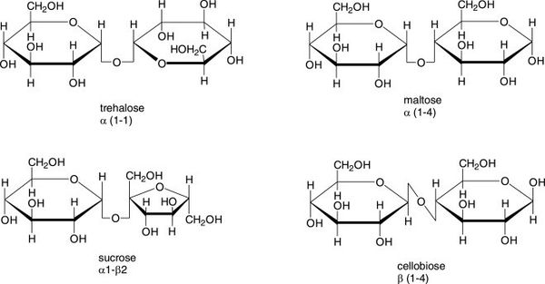 Oligosaccharides là gì