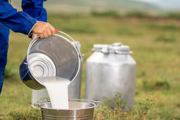 sữa tươi nguyên kem là gì