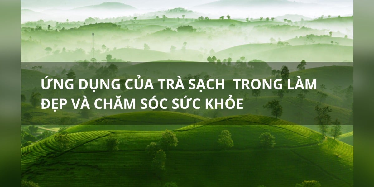 Chống Lão Hóa Từ Bên Trong Bằng Trà Hữu Cơ: Bí Quyết Giữ Gìn Làn Da Thanh Xuân Của Phái Đẹp
