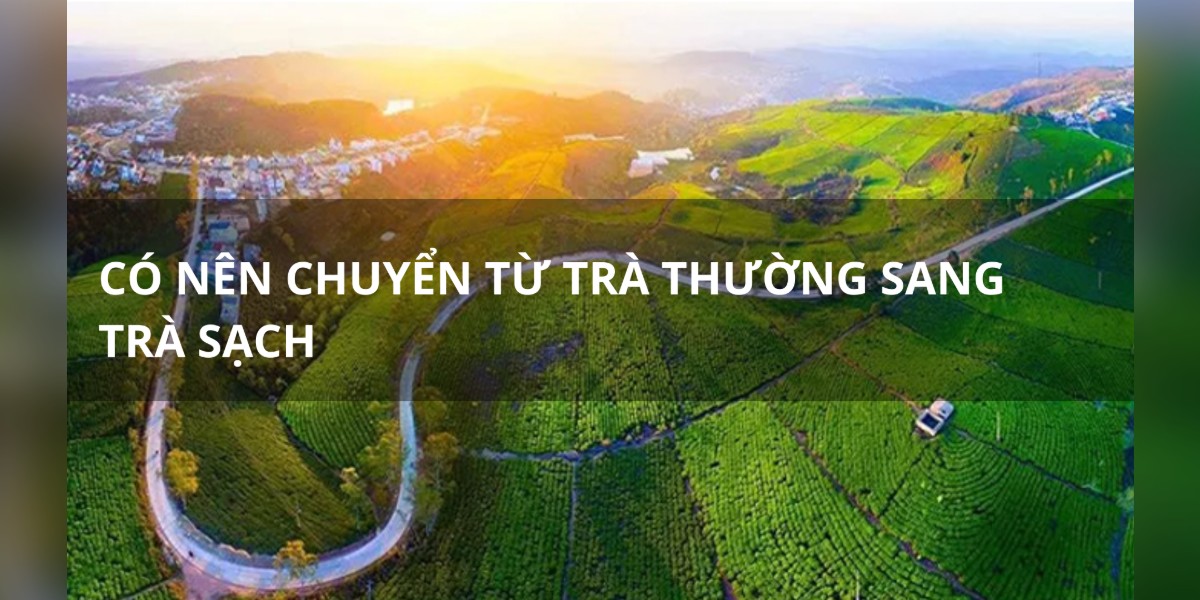 Có nên chuyển từ trà thường sang trà sạch