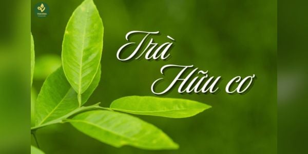 Khắt khe trên từng búp trà hữu cơ. Giải mã loại trà có tiêu chuẩn sản xuất “căng” nhất hiện nay