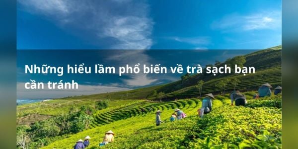 Những hiểu lầm phổ biến về trà sạch bạn cần tránh