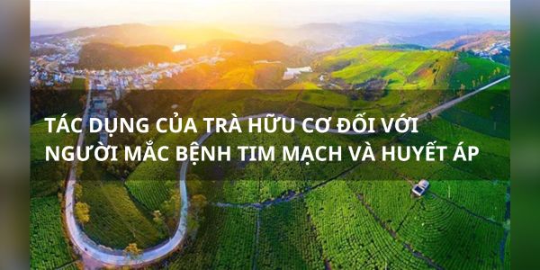 Tác dụng của trà hữu cơ đối với người mắc bệnh tim mạch và huyết áp