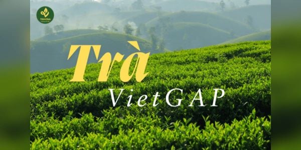 Tiêu chuẩn VietGAP là gì? Để trà đạt chứng nhận VietGAP cơ sở sản xuất phải làm những gì?