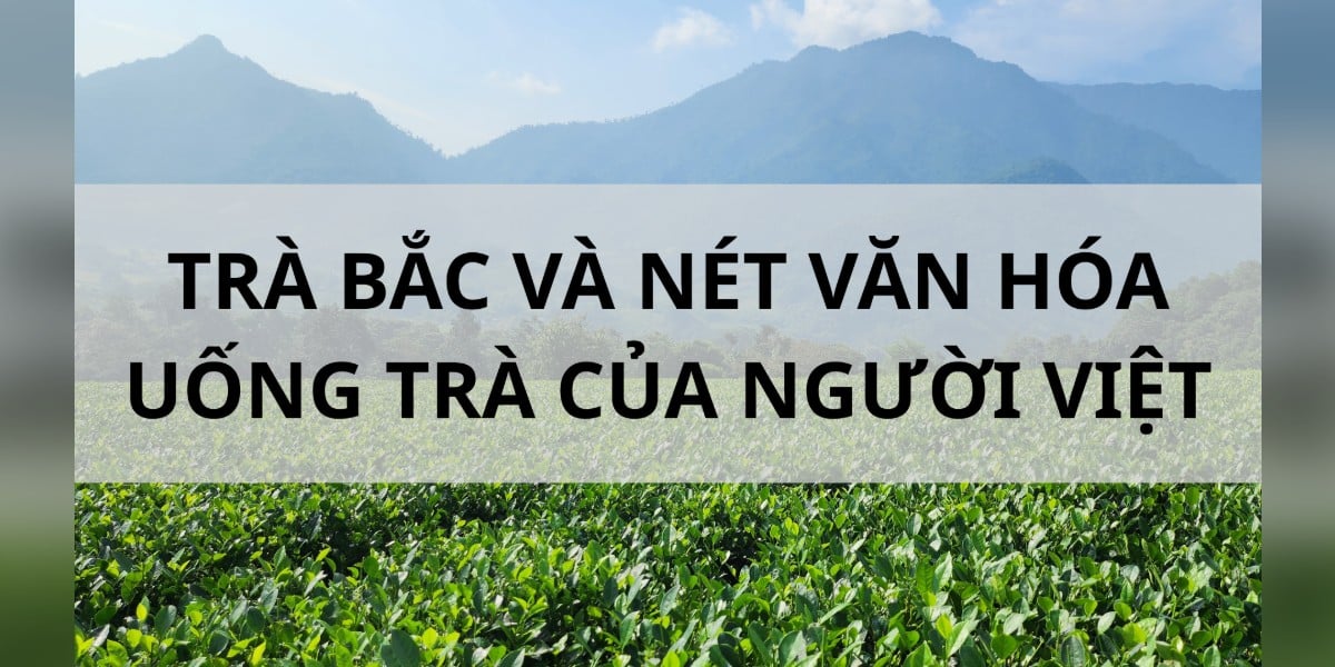 TRÀ BẮC VÀ NÉT VĂN HÓA UỐNG TRÀ CỦA NGƯỜI VIỆT