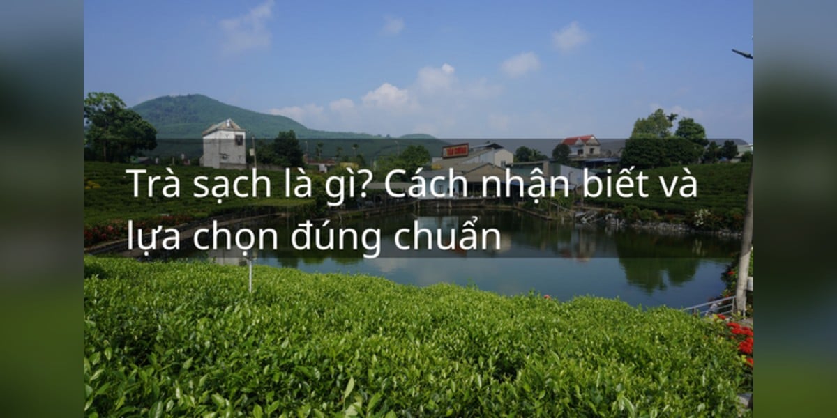 Trà Sạch Là Gì? Cách Nhận Biết Và Lựa Chọn Đúng Chuẩn