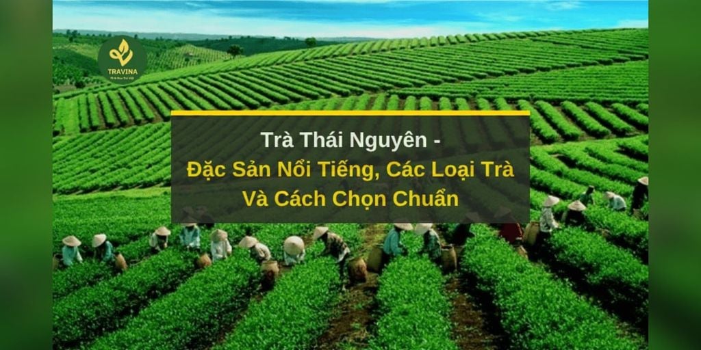 Trà Thái Nguyên: Đặc Sản Nổi Tiếng, Các Loại Trà Và Cách Chọn Chuẩn