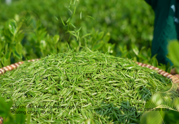 Trà Đinh Thái Nguyên Có Từ Đâu