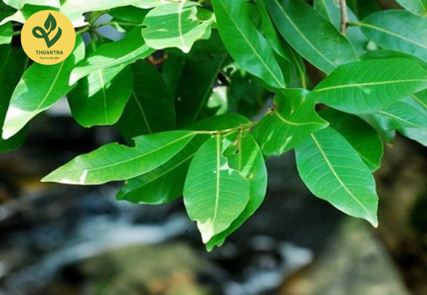 lưu ý khi sử dụng lá vối