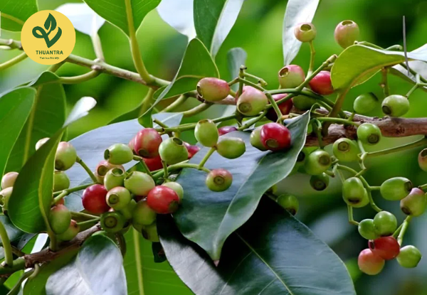 uống lá vối có tốt không