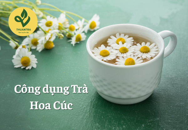 trà hoa cúc