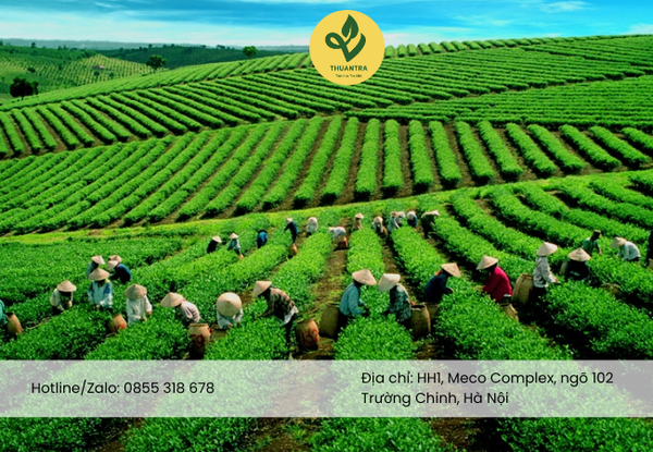 Hộp Trà Nõn Tôm Cánh Hạc