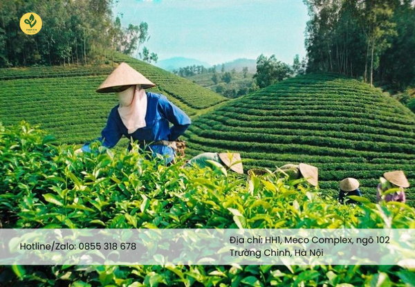 Chi Phí Tham Quan Và Trải Nghiệm Chè Thái Nguyên Khoảng Bao Nhiêu?