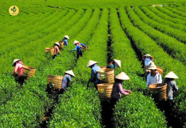 Quà Tết Trà Thái Nguyên