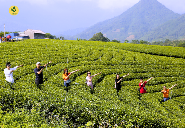 Kinh Nghiệm Đi Tham Quan Chè Thái Nguyên Trong 1 Ngày