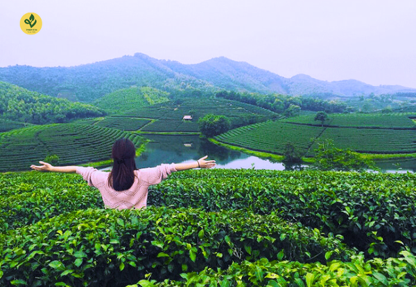 Chi Phí Tham Quan Và Trải Nghiệm Chè Thái Nguyên Khoảng Bao Nhiêu?