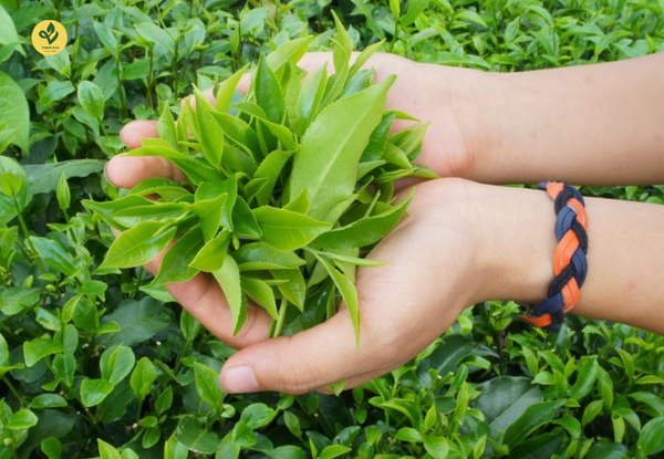 Trà tôm nõn thượng hạng