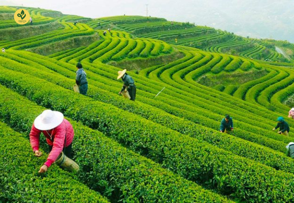 Kinh Nghiệm Đi Tham Quan Chè Thái Nguyên Trong 1 Ngày