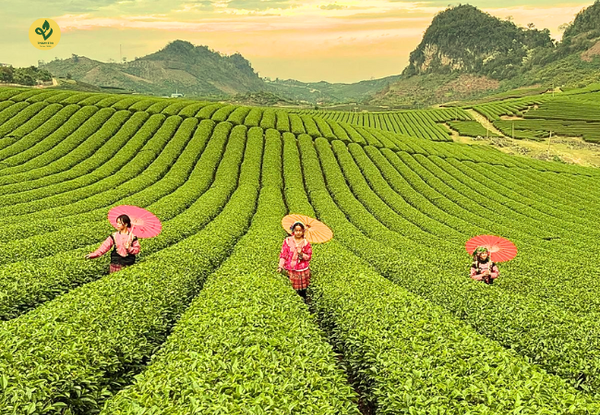 Chi Phí Tham Quan Và Trải Nghiệm Chè Thái Nguyên Khoảng Bao Nhiêu?