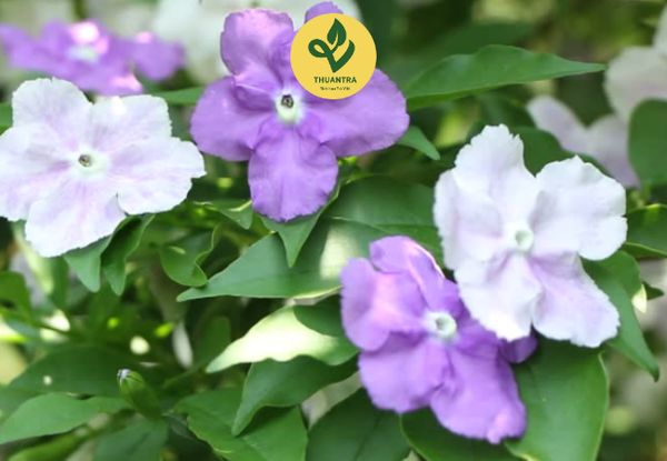 các loại hoa nhài