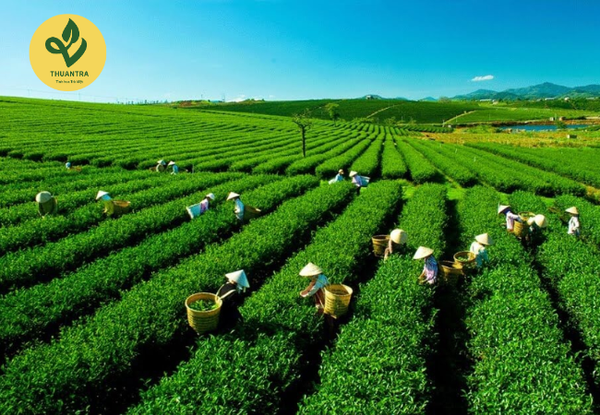 Đồi Chè Tân Cương Thái Nguyên