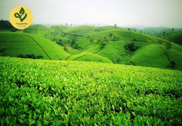 Đồi Chè Tân Cương Thái Nguyên