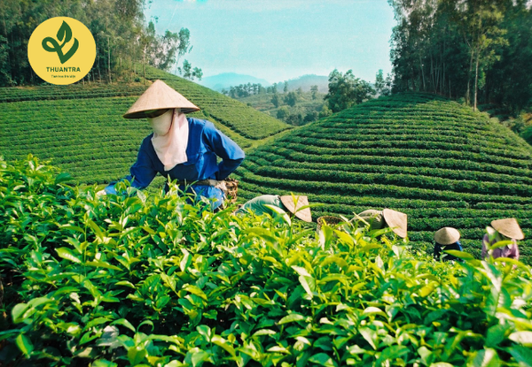 Đồi Chè Tân Cương Thái Nguyên