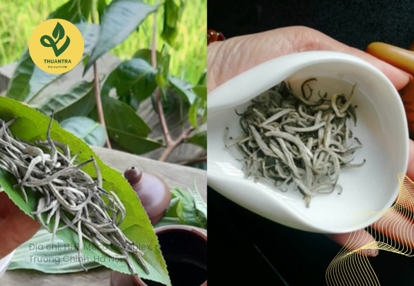 quy trình làm bạch trà