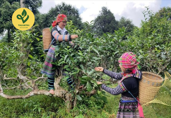 quy trình làm bạch trà