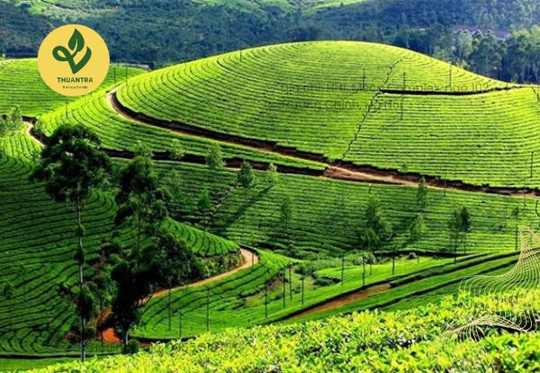 quy trình làm bạch trà