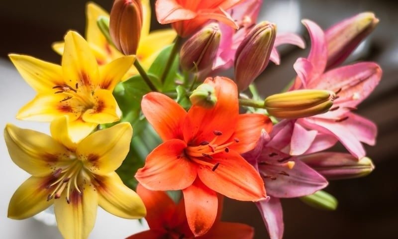 Tên gọi của hoa ly lại gợi lên ý nghĩa của sự chia ly, không thích hợp chưng Tết