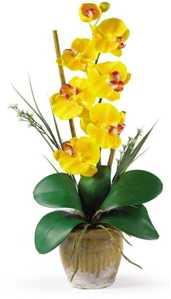 Lan hồ điệp 1 cành mang thông điệp về niềm vui, hy vọng