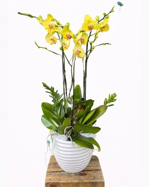 Lan hồ điệp vàng 3 cành là món quà ý nghĩa dành tặng bạn bè, đối tác