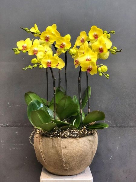 Lan hồ điệp màu vàng còn được nhiều người tin rằng mang yếu tố tâm linh đặc biệt