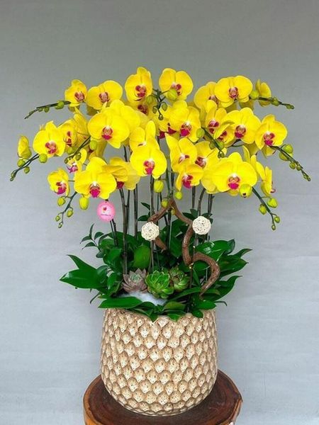 Lan hồ điệp vàng lưỡi đỏ tượng trưng cho may mắn và khởi đầu thuận lợi