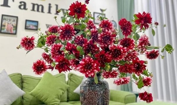 Cắm hoa thược dược trên bàn thờ ngày tết thể hiện mong cầu về tài lộc