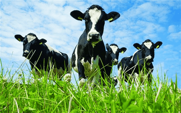 a2 cows