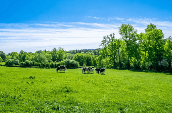 Khi hau Ba Lan thuan loi cho viec nuoi bo