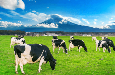 Sua bo dam A2 thuan chung