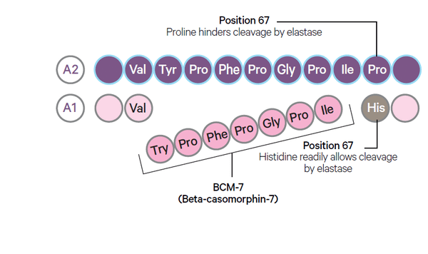 so sanh dam A1 va dam A2