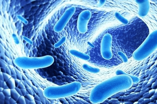 sua tuoi A2 ket hop men vi sinh