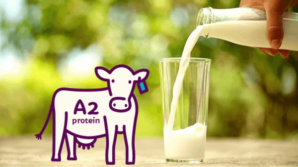 Ham luong protein A2