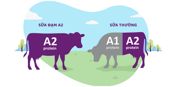 Su khac nhau giua dam A1 va A2