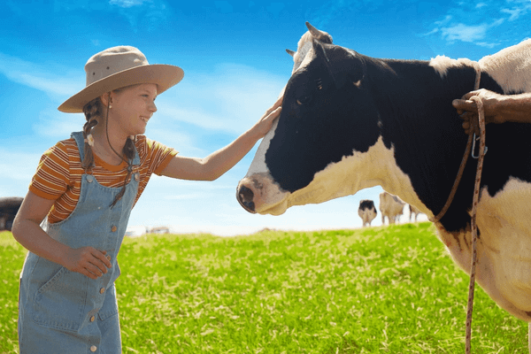 Trang trai bo sua o Uc