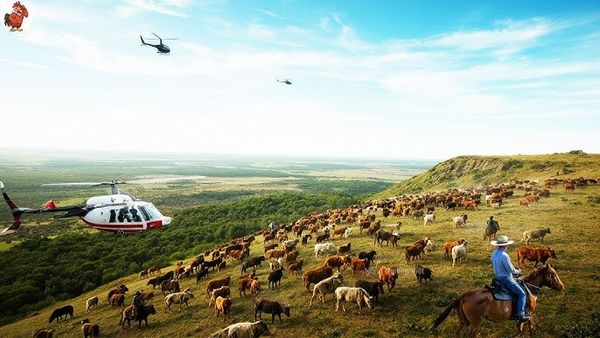 Trang trai bo sua an toan o Ba Lan