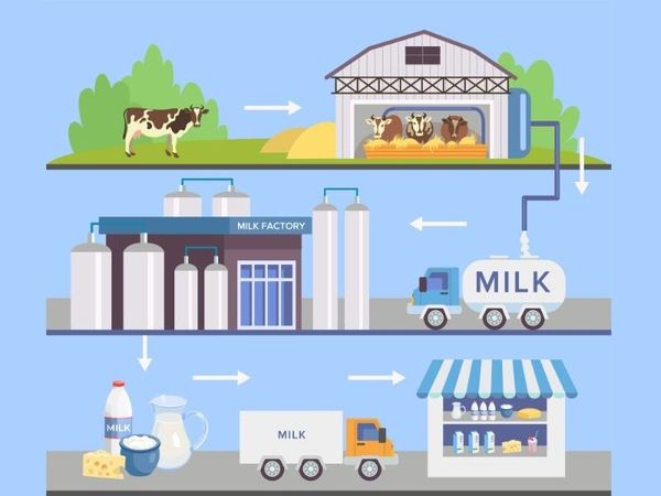 san xuat sua tu bo thuan chung