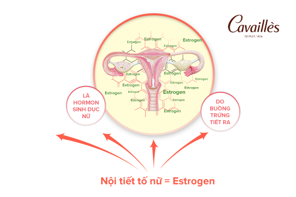 Nội tiết tố nữ là gì?