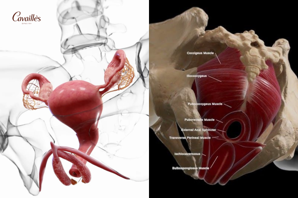 Hiểu nhanh cấu trúc vùng kín bé gái sơ sinh để chăm sóc đúng